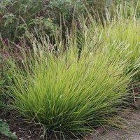 Plant Theory Moor Grass Sesleria Autumnalis Outdoor Ornamental Plant 2L Pot in Green