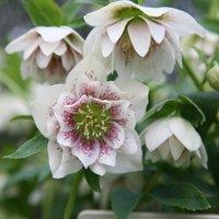 Plant Theory Harvington Double White Speckled Lenten Rose Hellebore Flowering Plants 2L Pot in Green