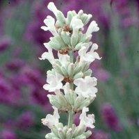 Plant Theory Arctic Snow Lavender Outdoor Shrub Plant Lavandula Angustifolia 2L Pot in Green
