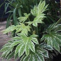 Plant Theory Tsumugi-Shibori Japanese Aralia Shrub Plant Fatsia Japonica 2L Pot in Green