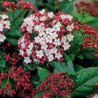 Plant Theory Lisarose Laurustinus Outdoor Shrub Plant Viburnum Tinus 2L Pot in Green
