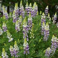 Plant Theory Lavender Spires Tree Lupin Outdoor Shrub Plant Lupinus Arboreus 2L Pot in Green