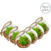 Nicola Spring Hanging Glass Terrariums - 8cm - Clear