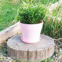 mysmartbuy Plastic Plant Pot - Weatherproof Colourful Home or Garden Planter with Drainage Holes & Saucer in Pink | Size: Small