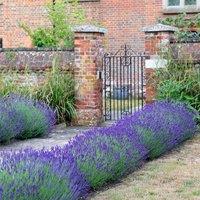 Plant Theory Hidcote Lavender Outdoor Shrub Plant Lavandula Angustifolia 2L Pot in Green