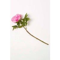 Homescapes Artificial Stem of Dried Peony Flowers in Pink
