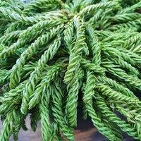 Plant Theory Spiralis Grannies Ringlets Conifer Tree Cryptomeria Japonica Evergreen Plant 3L in Green