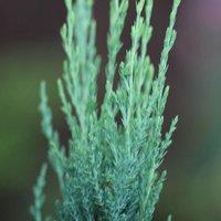Plant Theory Blue Arrow Rocky Mountain Juniper Conifer Tree Evergreen Plant 3L Pot 30cm-50cm in Green
