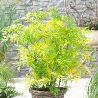 Plant Theory Golden Tower Elderberry Outdoor Shrub Plant Sambucus Nigra 2L Pot in Green
