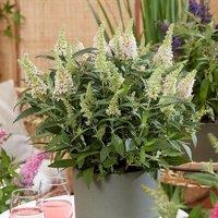 Plant Theory Little White Butterfly Bush Outdoor Shrub Plant Buddleja 2L Pot in Green