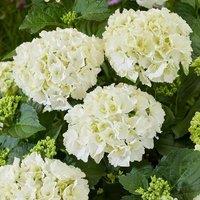 Plant Theory White Mophead Hydrangea Shrub Plant Hydrangea Macrophylla 2L Pot in Green