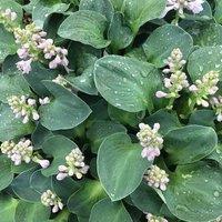 Plant Theory Blue Mouse Ears Plantain Lily Perennials Flowering Plants Hosta 2L Pot in Green