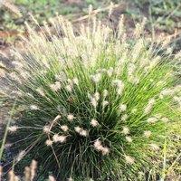 Plant Theory Little Bunny Chinese Fountain Grass Pennisetum Alopecuroides Outdoor Plant 2L in Green