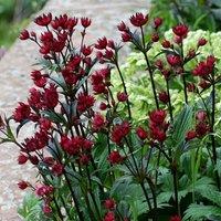 Plant Theory Hadspen Blood Masterwort Perennials Flowering Plants Astrantia 2L Pot in Green