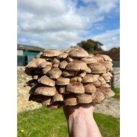 Plant Theory Grow Your Own Mushroom Kit Shiitake Mushrooms Outdoor Log Dowel Kit in Beige