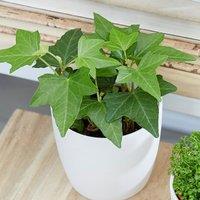 Primrose Hedera Helix English Ivy Common Ivy Vine Plant Houseplant 8.5cm Pot in Green