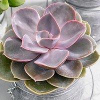 Primrose Echeveria Perle Von Nrnberg Hen & Chicks Succulent 12cm Pot 10cm Tall House Plant in Green