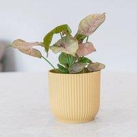 Primrose Syngonium Bottle Garden Terrarium Plant Arrowhead House Plant 6cm Pot 8cm Tall in Green