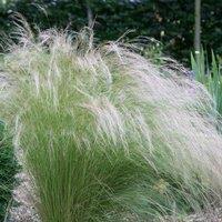 Plant Theory Stipa Tenuissima Pony Tails Or Angel Hair Flower Seeds Approx 30 Seeds in Natural