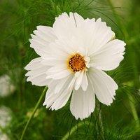 Plant Theory Cosmos Bipinnatus Fizzy White Cosmos Flower Seeds Approx 100 Seeds in Natural