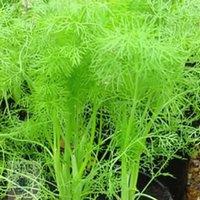 Plant Theory Fennel Foeniculum Vulgare Herb Seeds Approx 200 Seeds in Natural