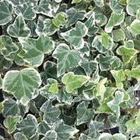 Primrose Hedera Helix White Wonder English Ivy Or Common Ivy 8.5cm Pot Climbing Plants in Green