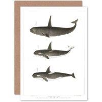 Artery8 Orca Killer Whales Greetings Card in Grey