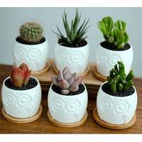 simpa 6PC White Owl Ceramic Plant Pots