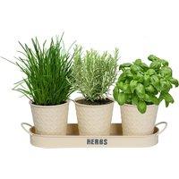 simpa Embossed Metal 3PC Herb Planters with Tray in Cream