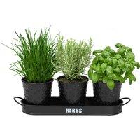 simpa Embossed Metal 3PC Herb Planters with Tray in Black