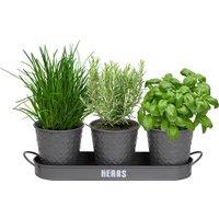 simpa Embossed Metal 3PC Herb Planters with Tray in Grey
