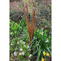Inspirational Gifting Decorative Reeds Garden Stake Border Plant Support in Brown