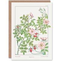 Artery8 Maurice Pillard Verneuil Art Card Wild Rose Flower in White