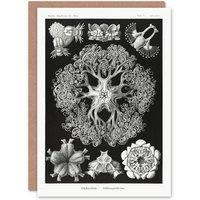 Artery8 Ernst Haeckel Art Card Ophiodea Brittle Stars Illustration in Black