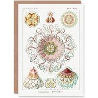 Artery8 Ernst Haeckel Art Card Peromedusae Jellyfish Vintage Illustration in White