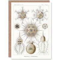Artery8 Ernst Haeckel Art Card Phaeodaria Amoeba Vintage Illustration in White