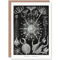 Artery8 Ernst Haeckel Art Card Phaeodaria Marine Life Illustration in Black