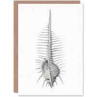 Artery8 Ernst Haeckel Art Card Murex Shell Seashell Drawing in White