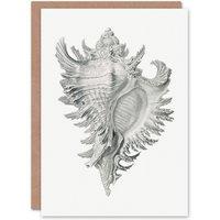 Artery8 Ernst Haeckel Art Card Whelk Sea Snail Shell Drawing in White