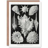 Artery8 Ernst Haeckel Art Card Sea Snail Shells Vintage Illustration in White