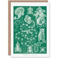 Artery8 Ernst Haeckel Art Card Siphonophorae Vintage Marine Illustration in Green