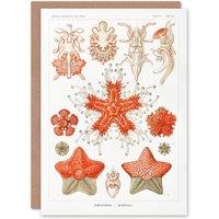 Artery8 Ernst Haeckel Art Card Asteridea Starfish Species in White