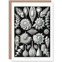 Artery8 Ernst Haeckel Art Card Thalamophora Forams Shells in Black