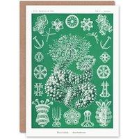 Artery8 Ernst Haeckel Adolf Giltsch Art Card Thuroidea Sea Cucumber in Green