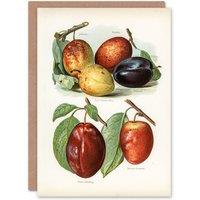 Artery8 John Wright Art Card Plum Varieties Vintage illustration in White