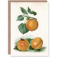 Artery8 John Wright Art Card Vintage Fruit Illustration of Apricots in White