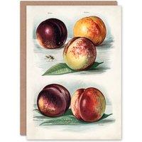 Artery8 John Wright Art Card Vintage Fruit Illustration Peach Varieties in White