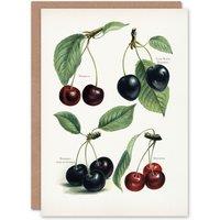 Artery8 John Wright Art Card Vintage Illustration of Cherry Varieties in White