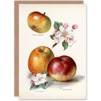 Artery8 John Wright Art Card King of Pippins Apple Vintage Illustration in White