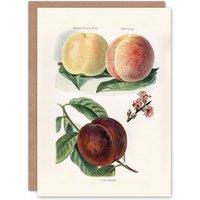 Artery8 John Wright Art Card Vintage Illustration of Peach Varieties in White